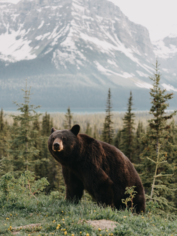 Urso negro na natureza