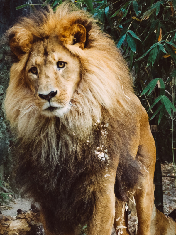 Leão na natureza